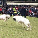 Seni Ketangkasan Domba Garut Jadi Ajang Silaturahmi, Melestarikan Budaya Hingga Tingkatan Ekonomi Lokal